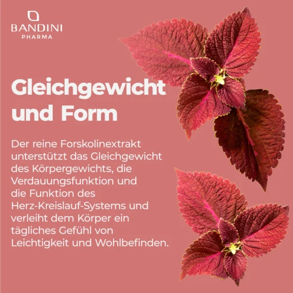 Forskolin-Nahrungsergänzungsmittel